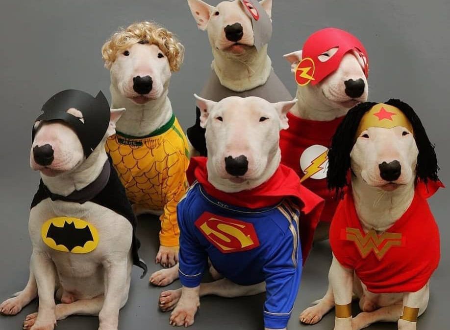 El mundo Bull Terrier SuperHéroe